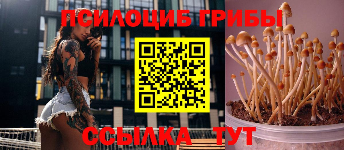 где купить наркоту  Вход с VPN  Железногорск  Галлюциногенные грибы Magic Shrooms 